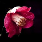 Flor mojada